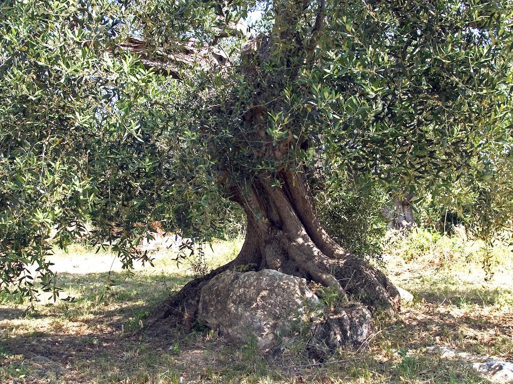 Appartamento Casa del Lecceto Campiglia Marittima Esterno foto